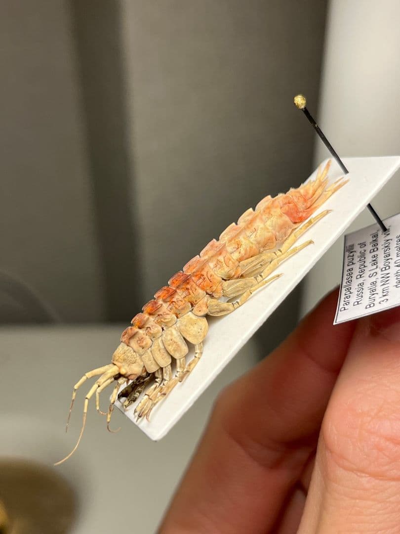 バイカルヨコエビ バイカル湖 標本 ムカデヤスデミリピードセンチピードサソリ