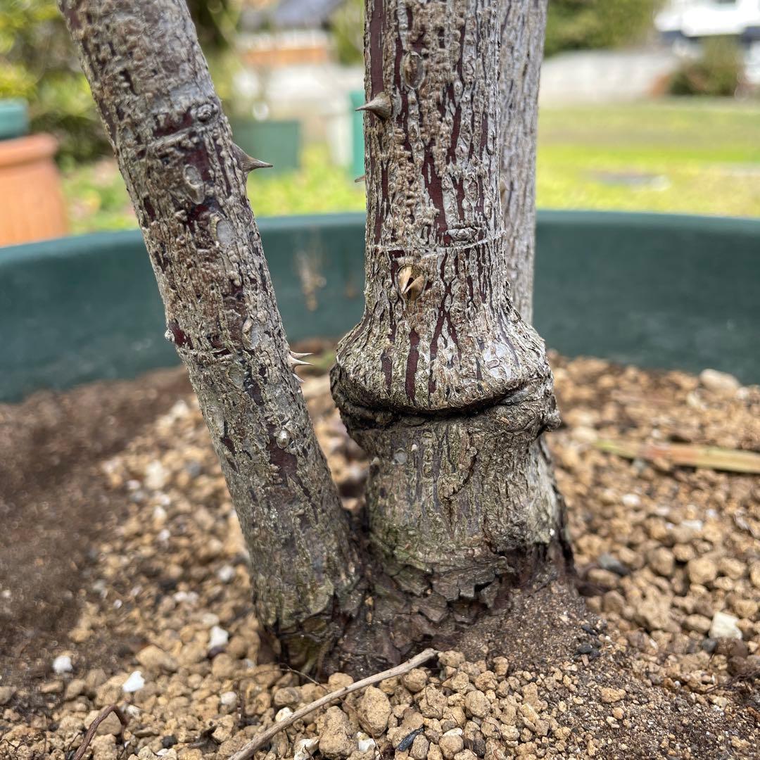 【1.29癌腫無し　即購入可能】【ノヴァーリス】　バラ　苗