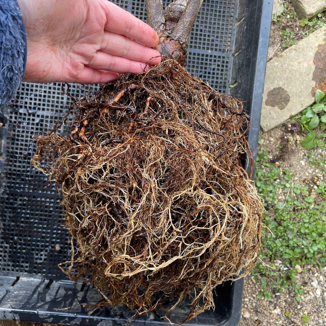 【1.29癌腫無し　即購入可能】【ノヴァーリス】　バラ　苗