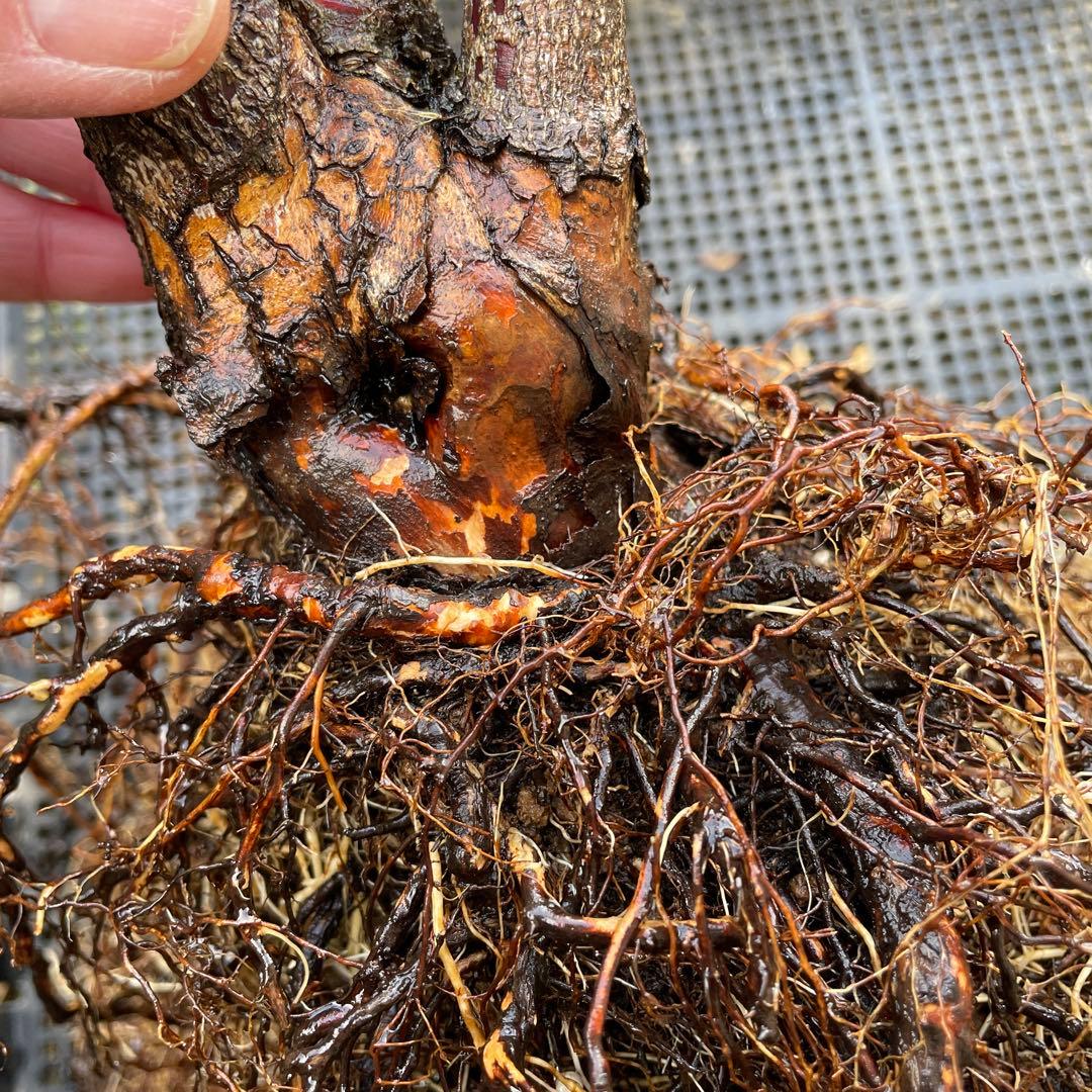 【1.29癌腫無し　即購入可能】【ノヴァーリス】　バラ　苗