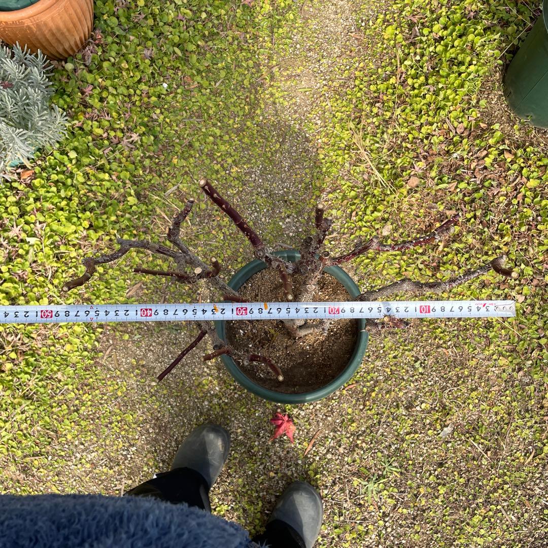 【1.29癌腫無し　即購入可能】【ノヴァーリス】　バラ　苗