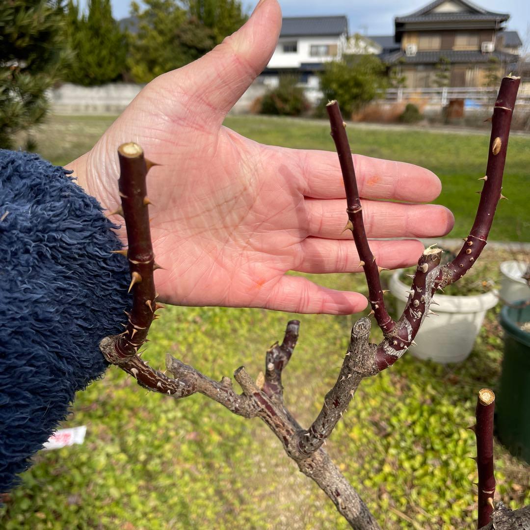 【1.29癌腫無し　即購入可能】【ノヴァーリス】　バラ　苗