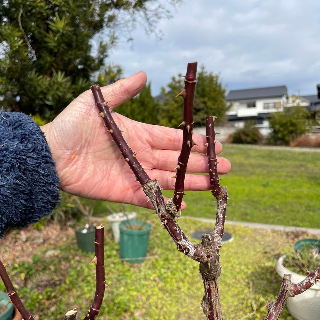 【1.29癌腫無し　即購入可能】【ノヴァーリス】　バラ　苗