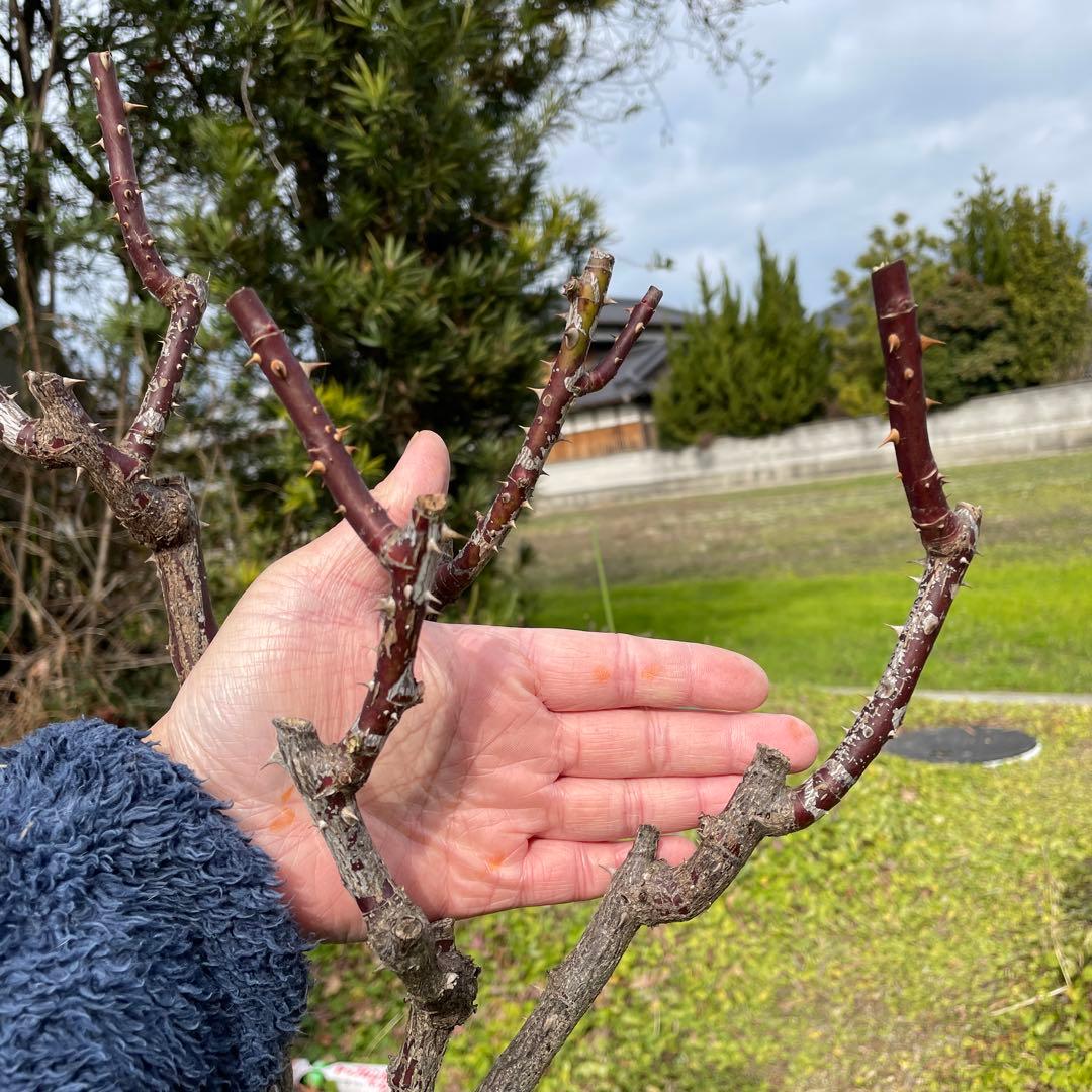 【1.29癌腫無し　即購入可能】【ノヴァーリス】　バラ　苗