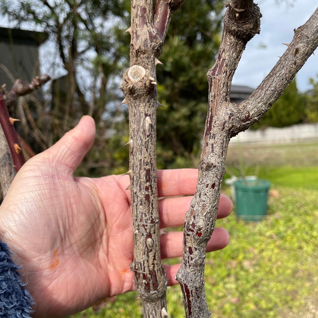 【1.29癌腫無し　即購入可能】【ノヴァーリス】　バラ　苗