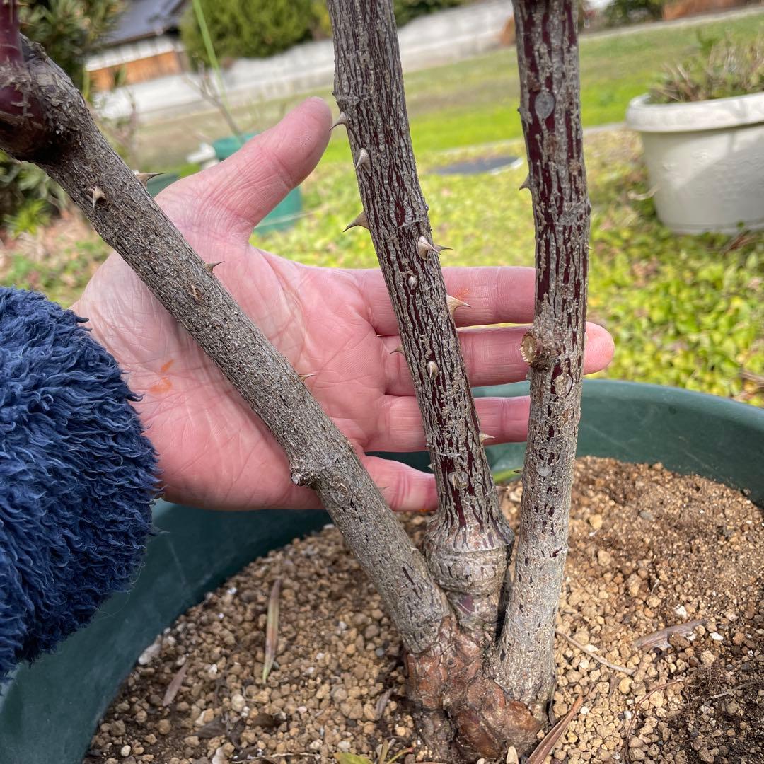 【1.29癌腫無し　即購入可能】【ノヴァーリス】　バラ　苗