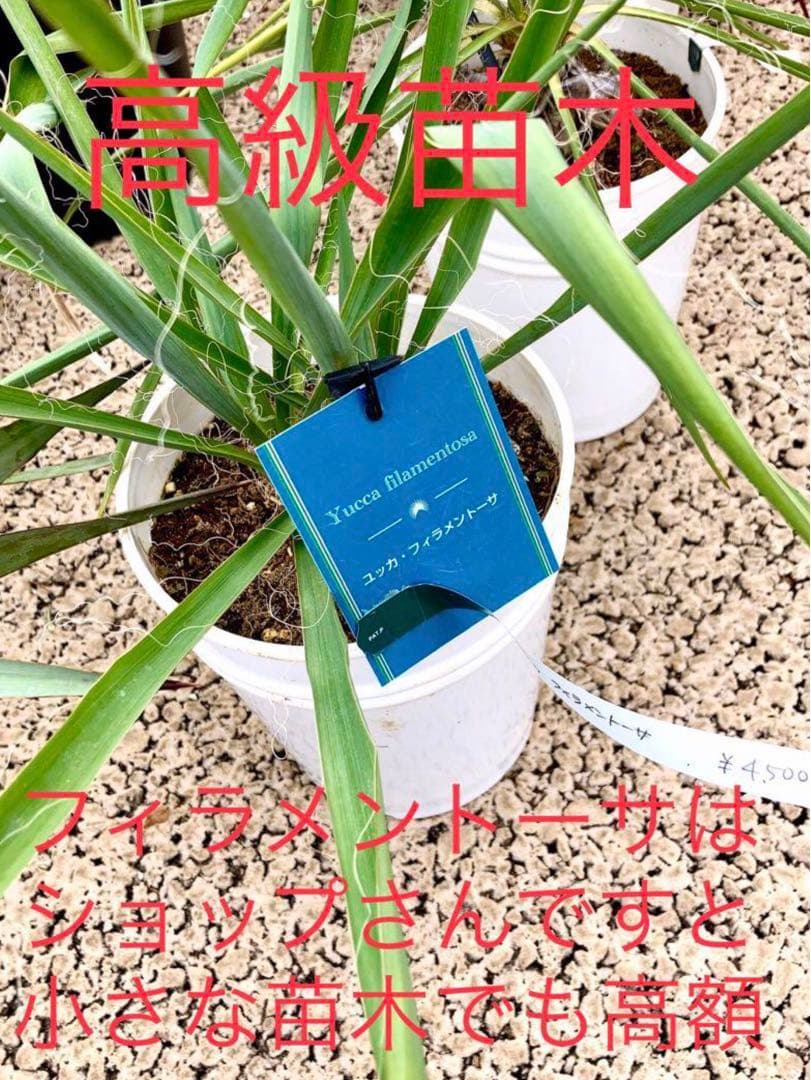 完売　発根済みの中株＊ほど良いサイズ【ユッカ フィラメントーサ＊糸蘭＊イトラン】