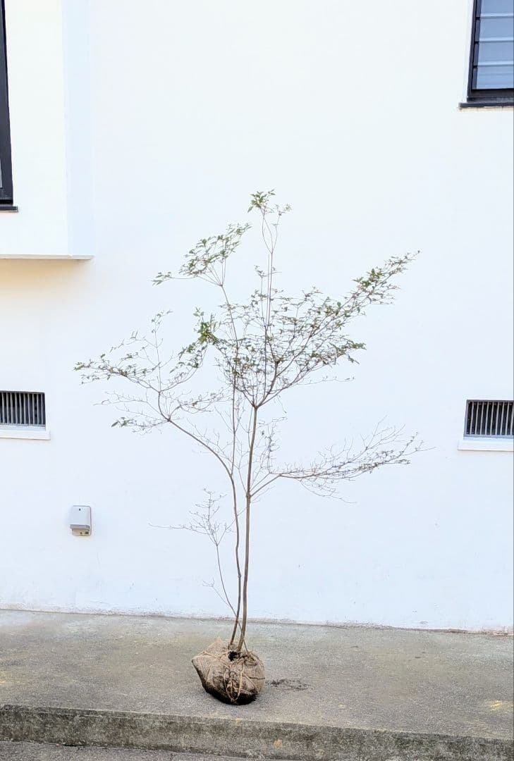 鮮美透涼。山採りヤマツツジ。