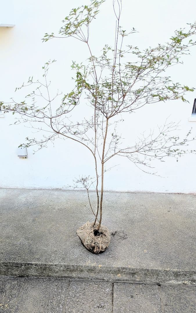 鮮美透涼。山採りヤマツツジ。