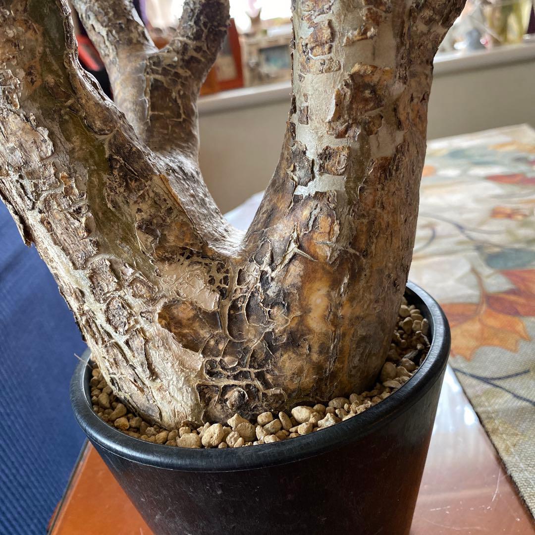 希少 イノピナツム多頭 大 現地球