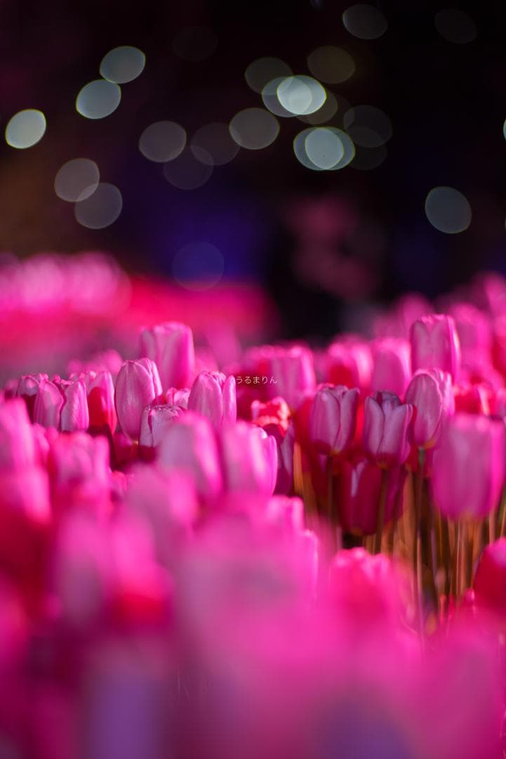 OH済！ポートレートに！CONTAX Planar 85mm F1.4 AEG