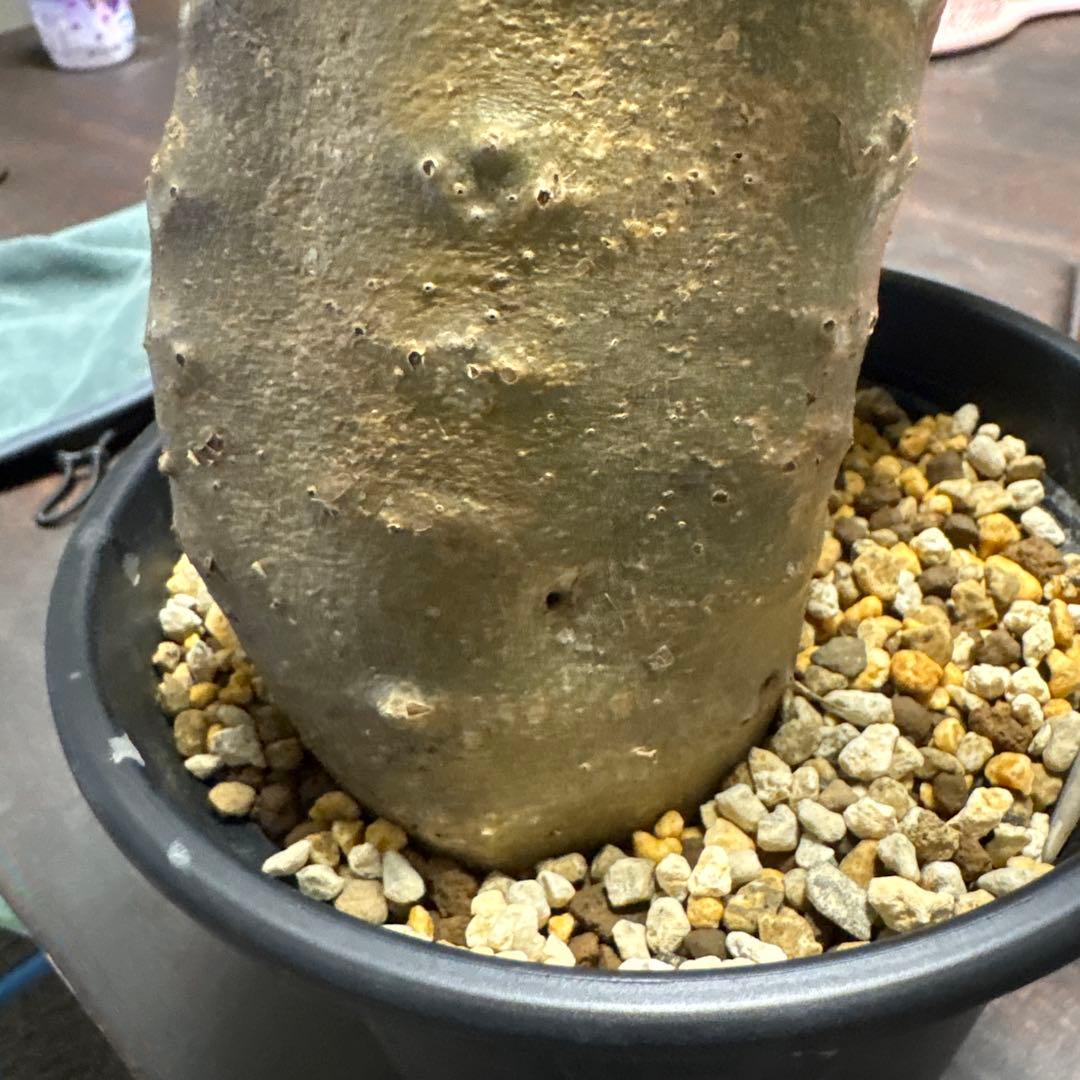 パキポディウムマカイエンセ塊根植物