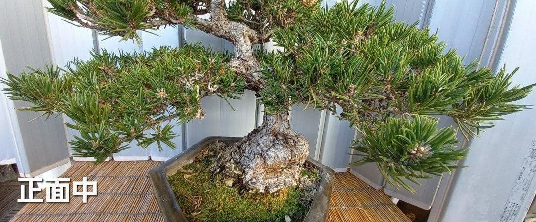 ※10月26日剪定後の写真3枚追加※ ●盆栽● ●寸消黒松● ●樹齢50年位●