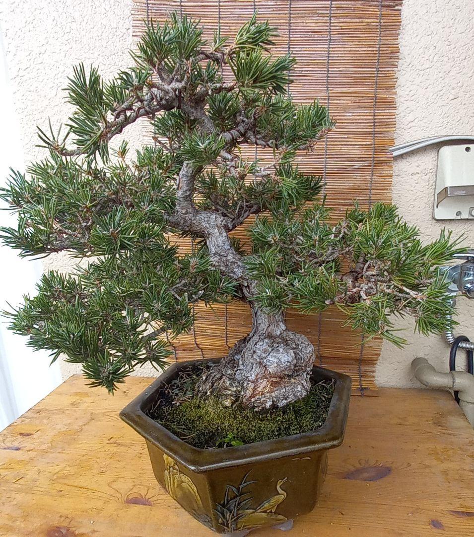 ※10月26日剪定後の写真3枚追加※ ●盆栽● ●寸消黒松● ●樹齢50年位●