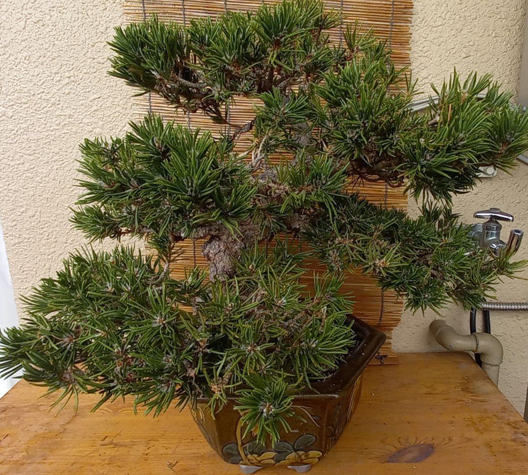 ※10月26日剪定後の写真3枚追加※ ●盆栽● ●寸消黒松● ●樹齢50年位●