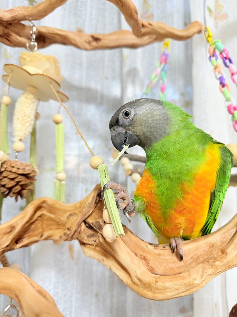 インコのおもちゃ 作品紹介