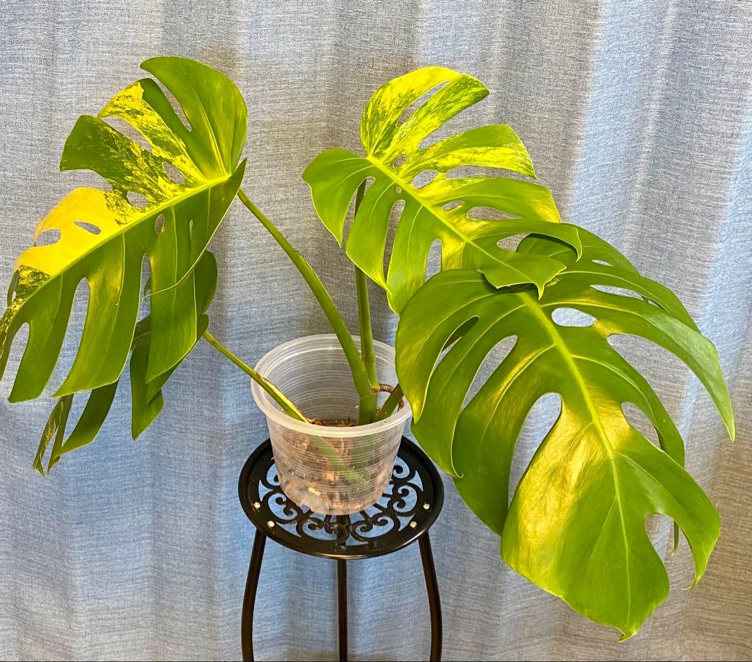 【大葉30㎝以上】4枚葉 モンステラ デリシオーサ イエローマリリン 斑入り