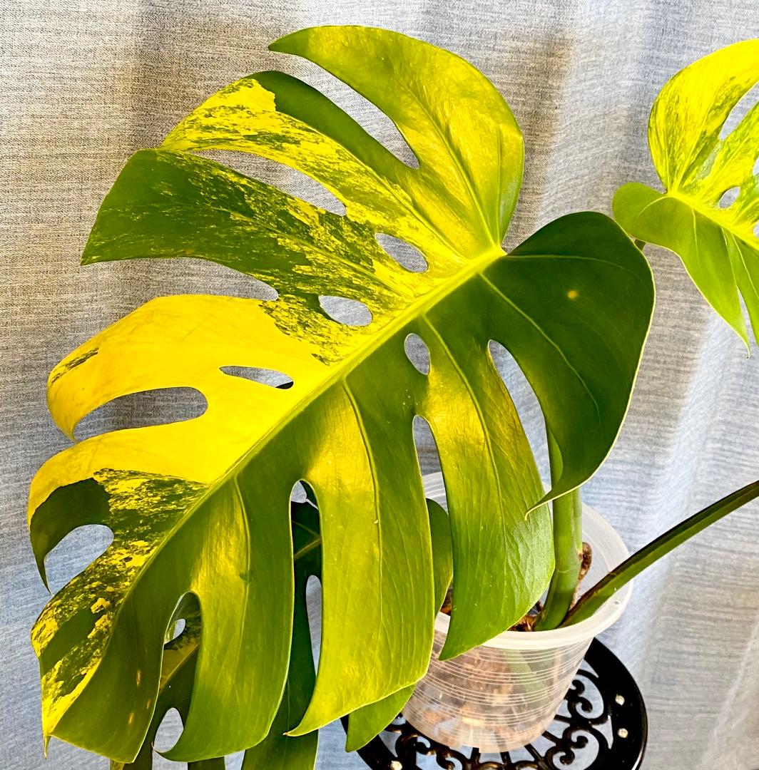 【大葉30㎝以上】4枚葉 モンステラ デリシオーサ イエローマリリン 斑入り