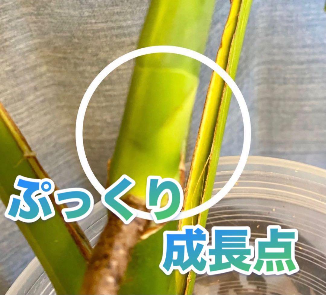 【大葉30㎝以上】4枚葉 モンステラ デリシオーサ イエローマリリン 斑入り