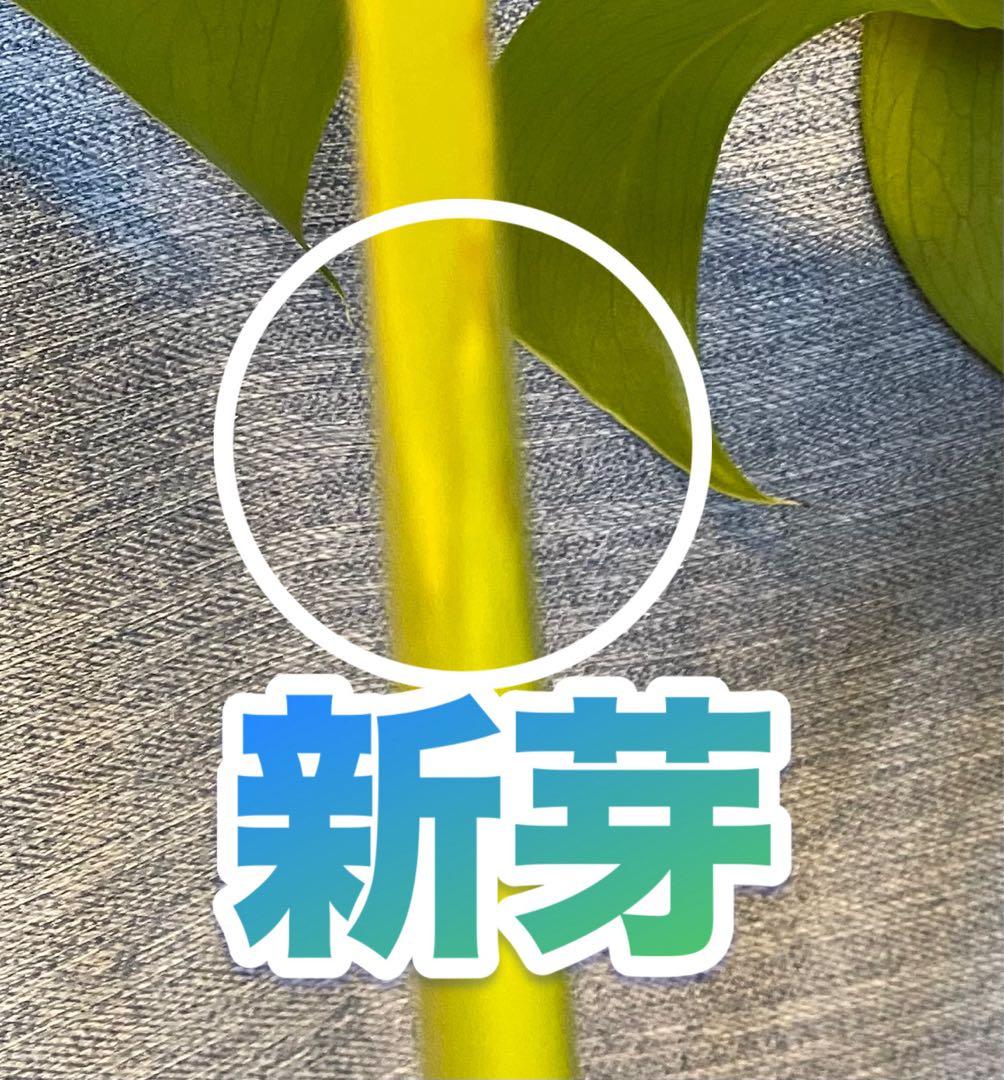 【大葉30㎝以上】4枚葉 モンステラ デリシオーサ イエローマリリン 斑入り