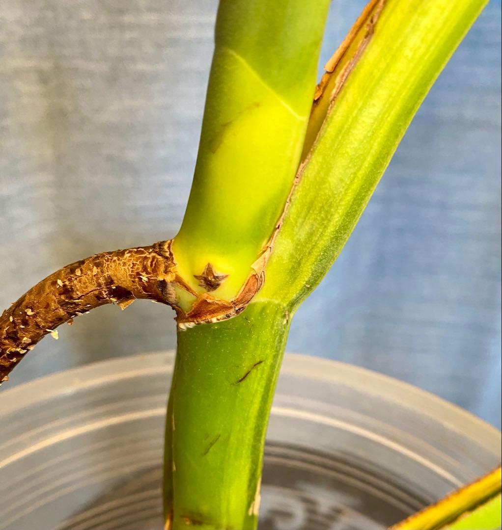 【大葉30㎝以上】4枚葉 モンステラ デリシオーサ イエローマリリン 斑入り