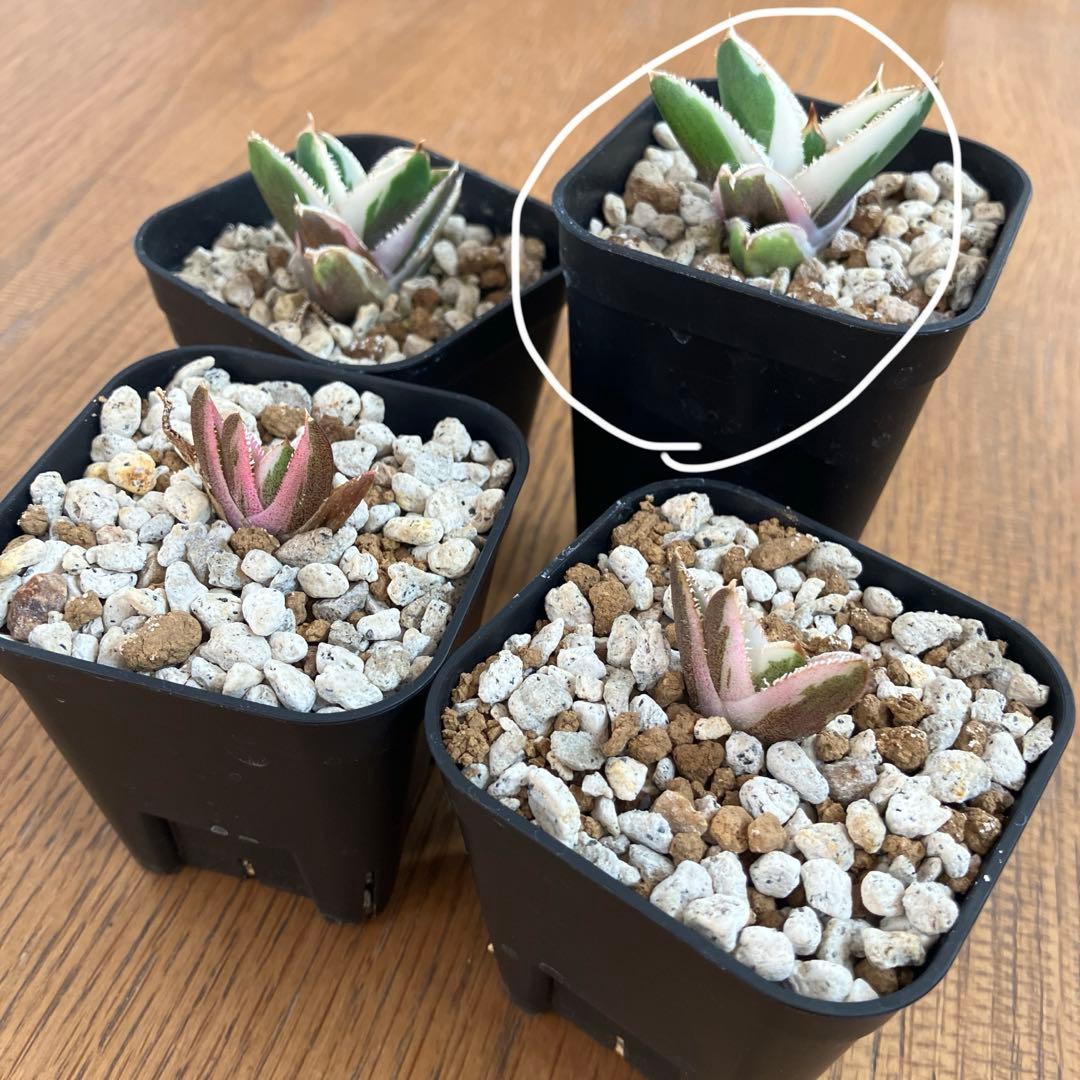 速達【鉢ごと発送】活着　特大　選抜　アガべ　チタノタ　豆豆龍錦　TC 白覆輪