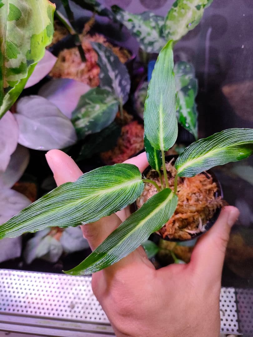 LA便 Homalomena sp.Papua【LA0021-05z】ホマロメナ