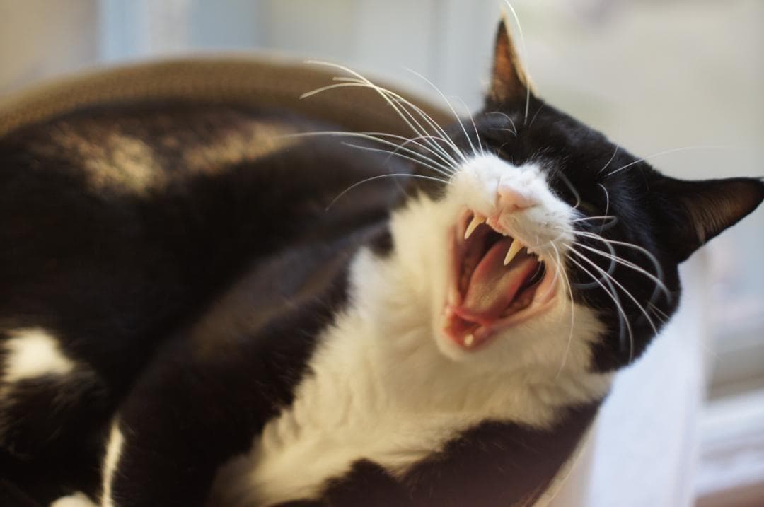 整備済 Nikon F フォトミック 富士山 Nikkor-S 50mmF1.4