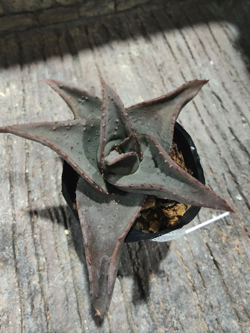 アロエ×ガステリア　十兵衛×カスティロニアエ　黒肌　異種配合　激レア個体　札付き
