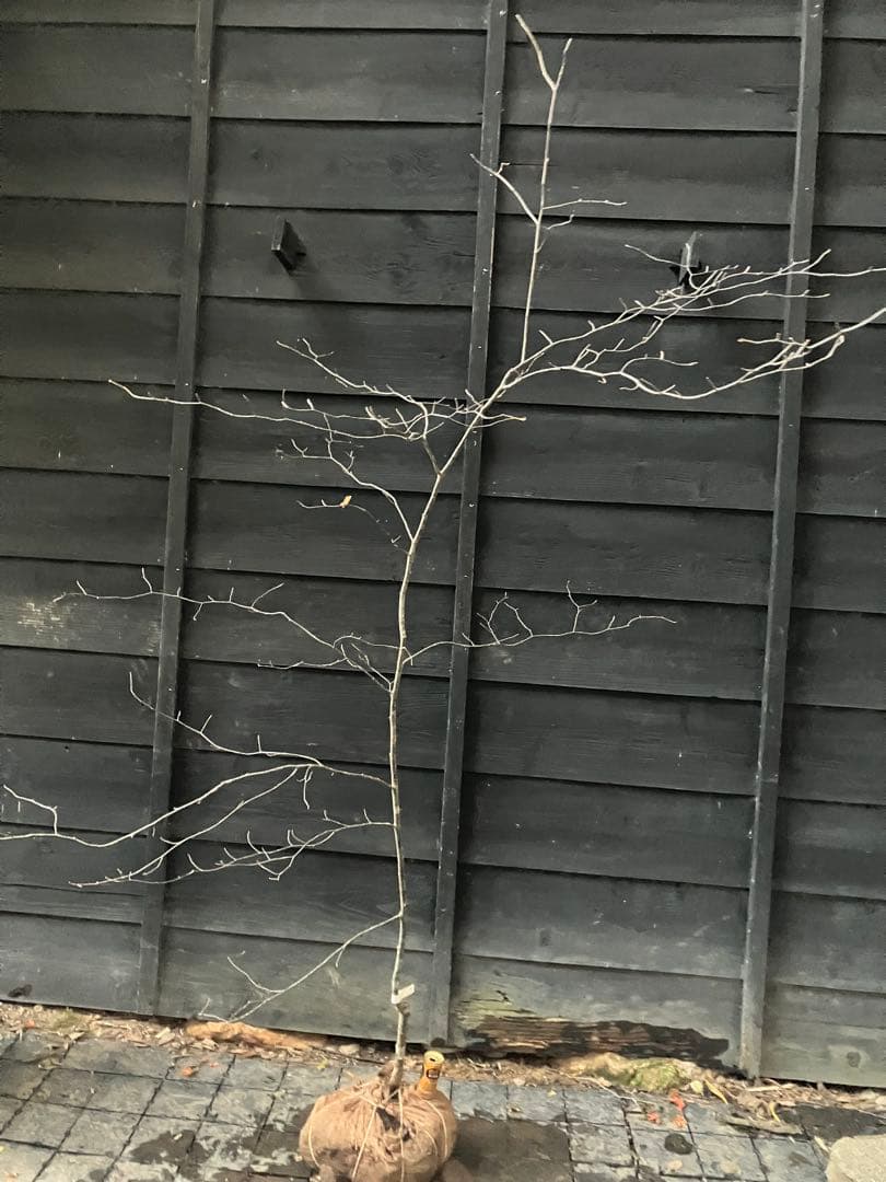 1 山採り　アズキナシ