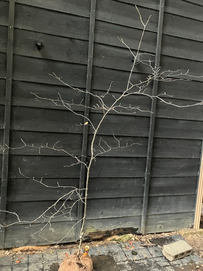 1 山採り　アズキナシ