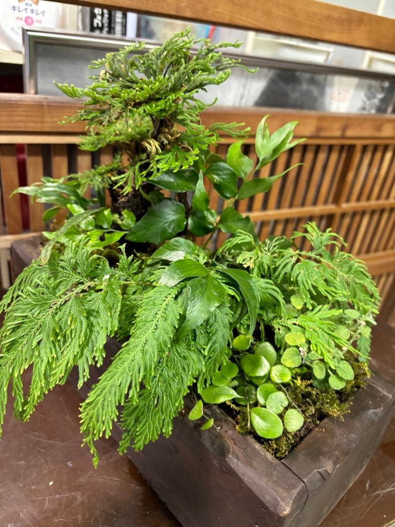 自家製，イワヒバの寄せ植え盆栽 山野草盆栽 自然風景スタイルの苔玉 激安
