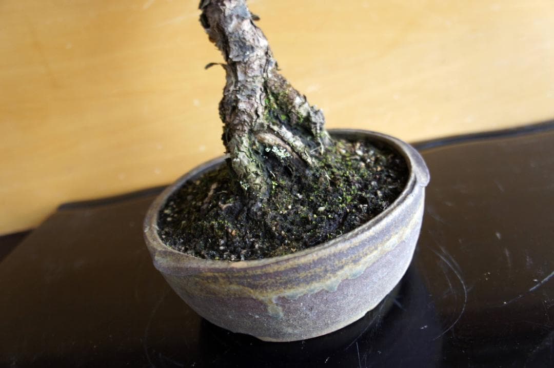 盆栽 『赤松』 インテリア 観葉植物 園芸 ガーデニング 送料無料 b201