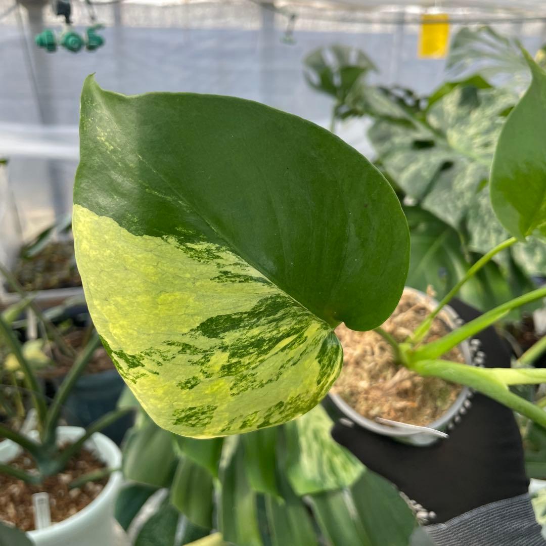 MS4 モンステラ　イエローマリリン　黄斑入り