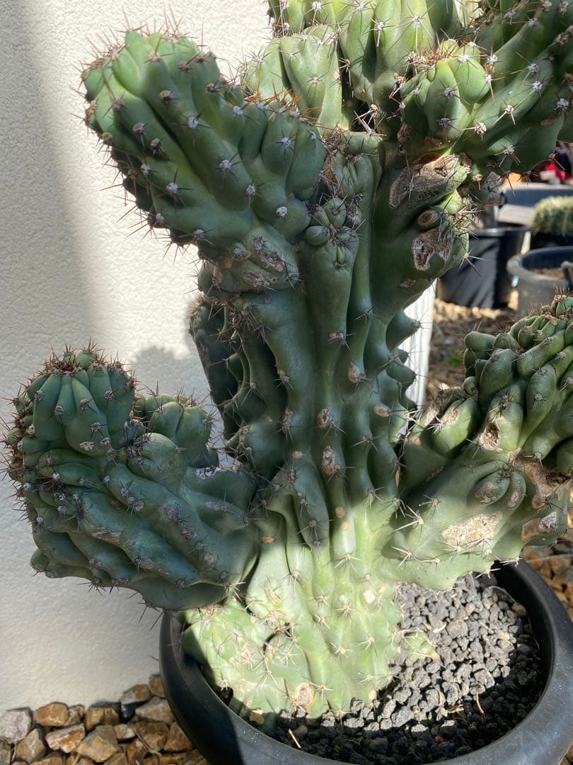 岩石獅子　サボテン