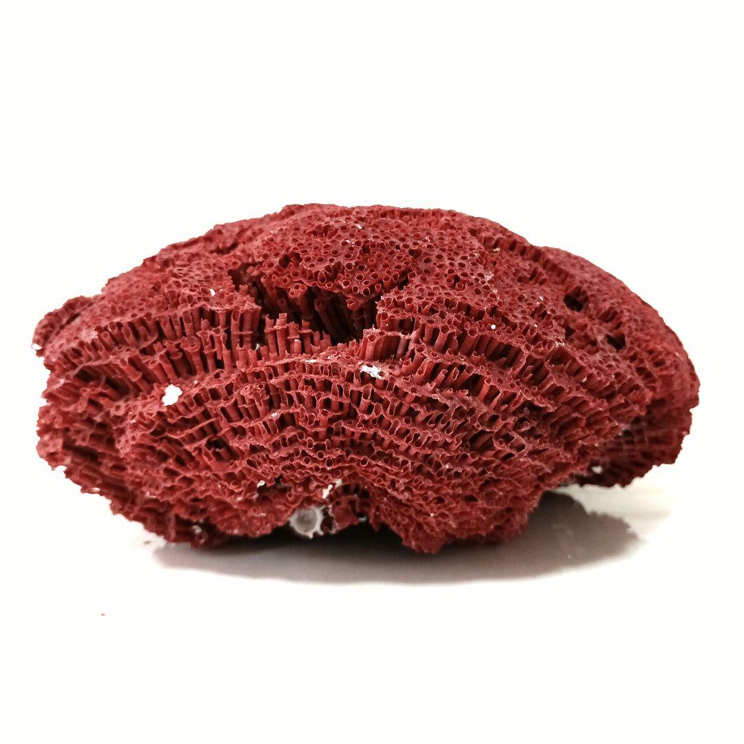 サンゴ 置物 珊瑚 サンゴ礁 珊瑚礁 パイプオルガン珊瑚 魚用品 XLサイズ