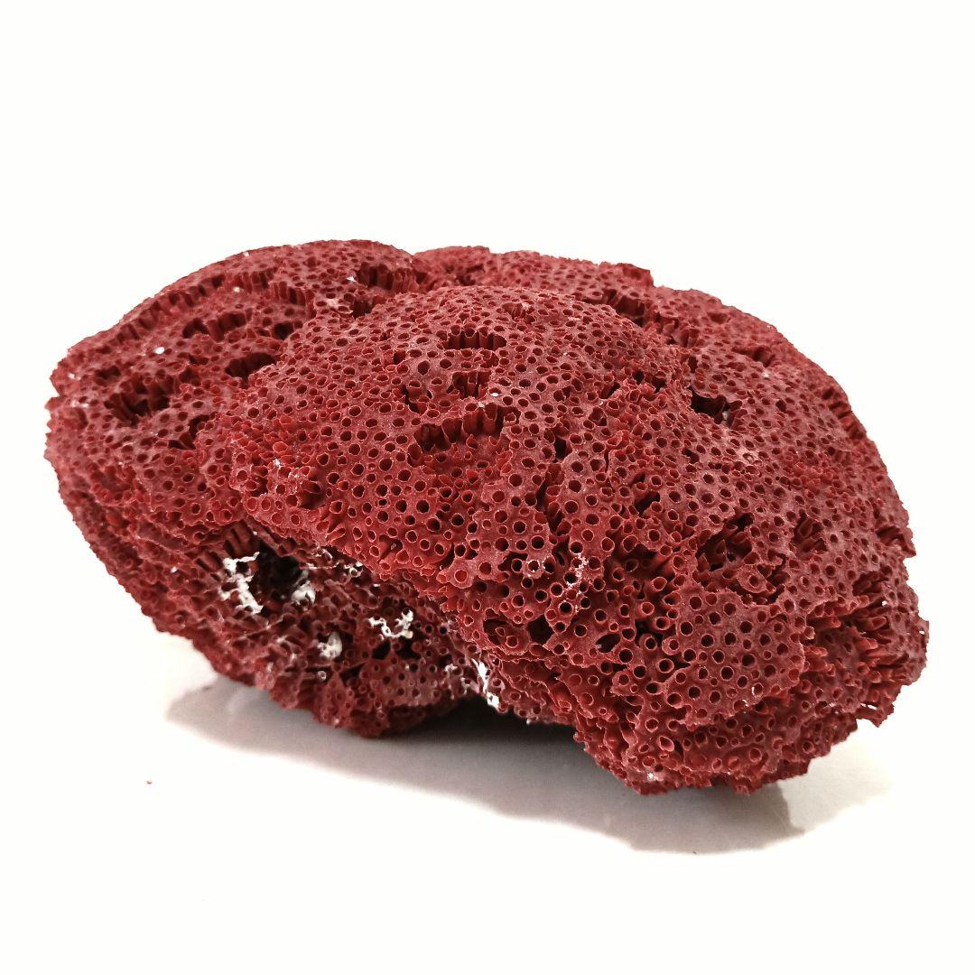 サンゴ 置物 珊瑚 サンゴ礁 珊瑚礁 パイプオルガン珊瑚 魚用品 XLサイズ