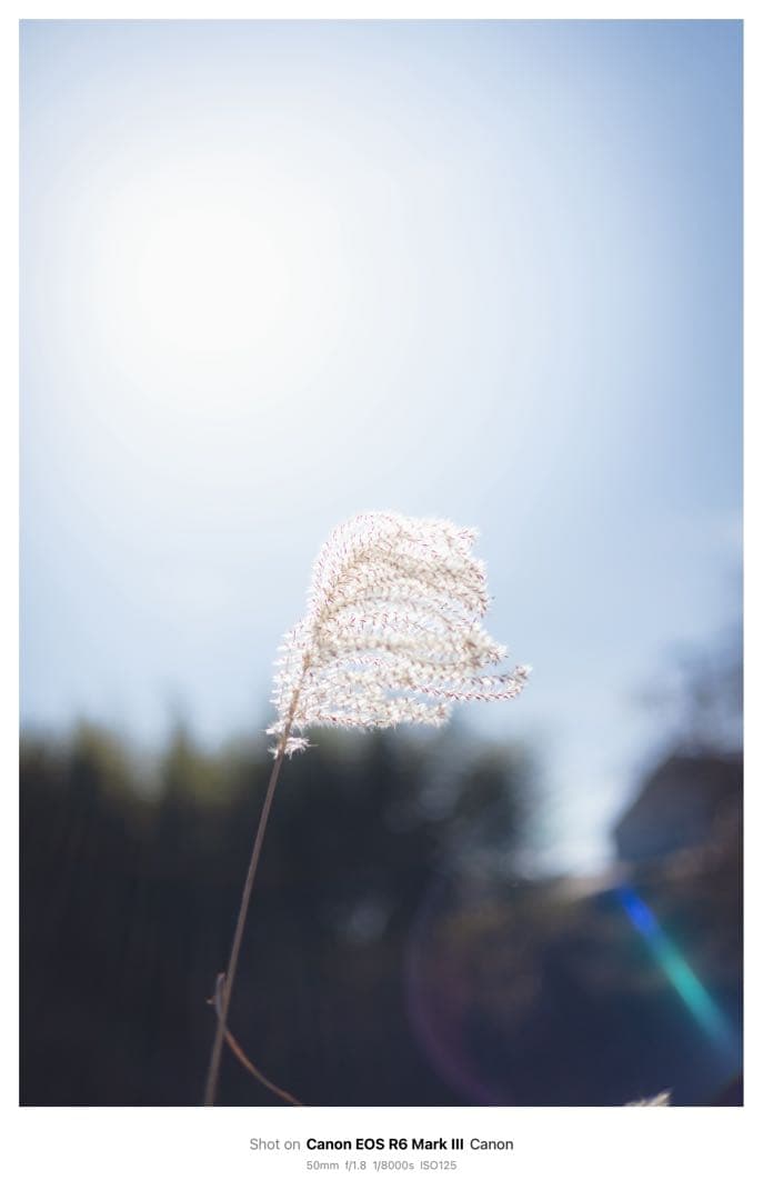 Canon EOS RP レンズキット+ RF50mm f1.8