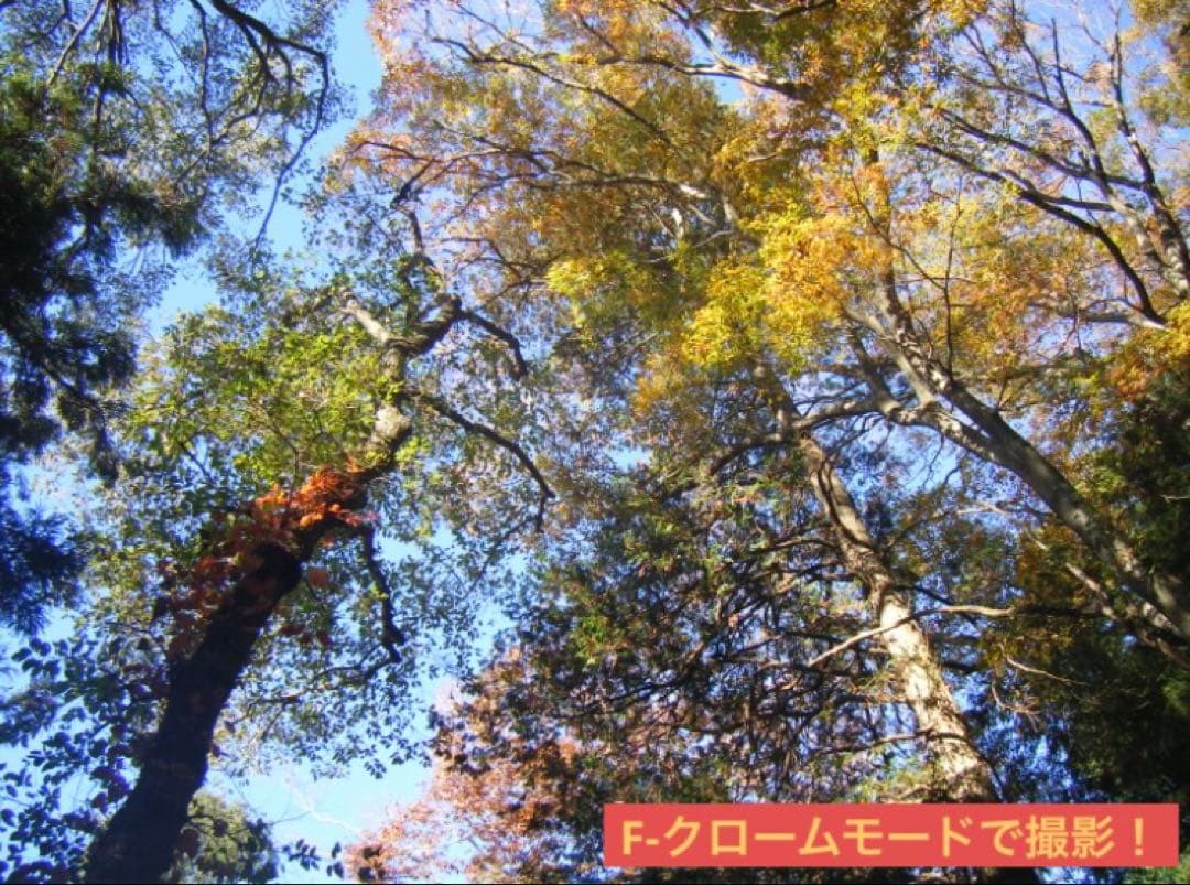 【作例写真有り】動作確認済み！稼動品 FinePix Z10fd PINKピンク