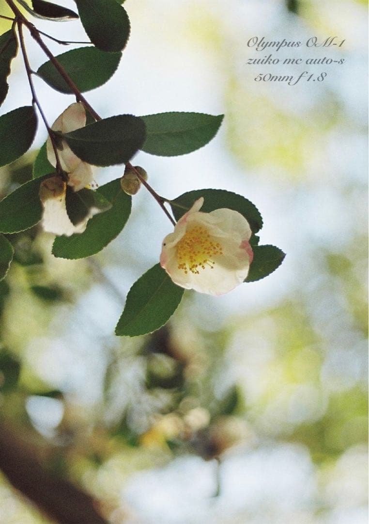 入門に★olympus om-1レンズセット★完動品＊美品＊初期保証＊作例多数！