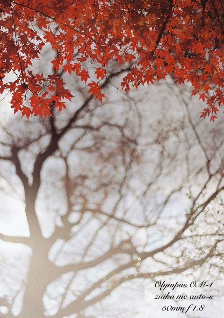 入門に★olympus om-1レンズセット★完動品＊美品＊初期保証＊作例多数！