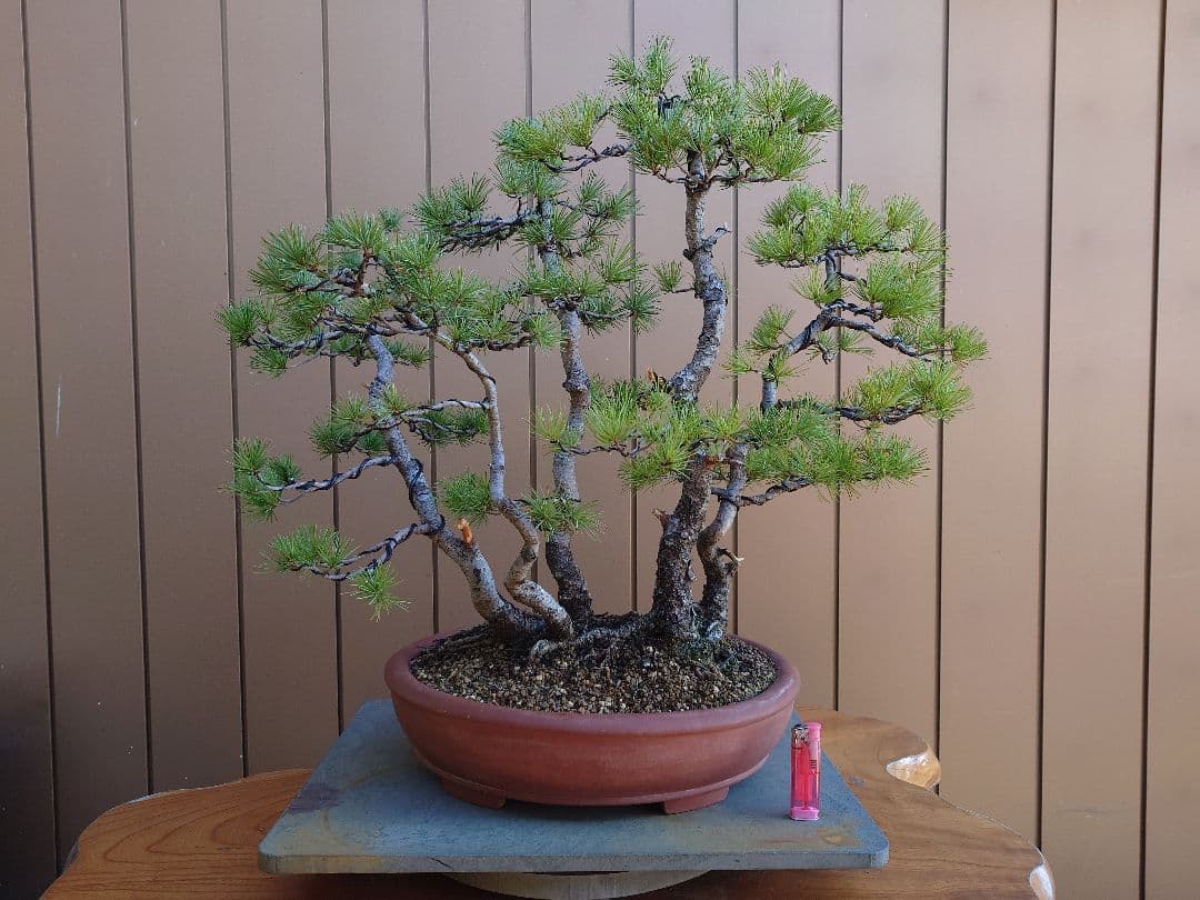 盆栽　五葉松　樹高60cm