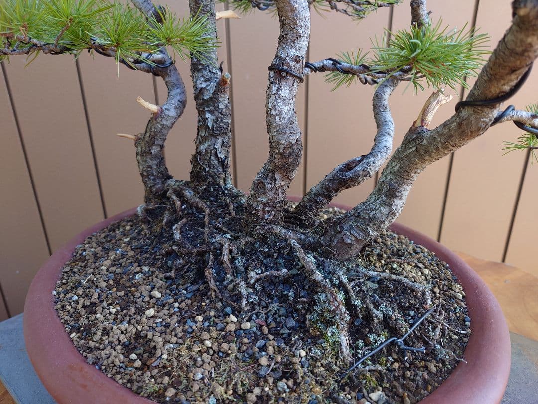 盆栽　五葉松　樹高60cm