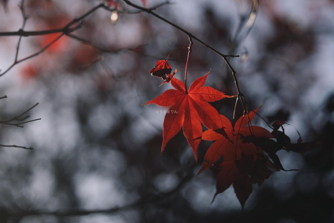良品！木村文乃使用モデル！Leica Elmarit 90mm F2.8