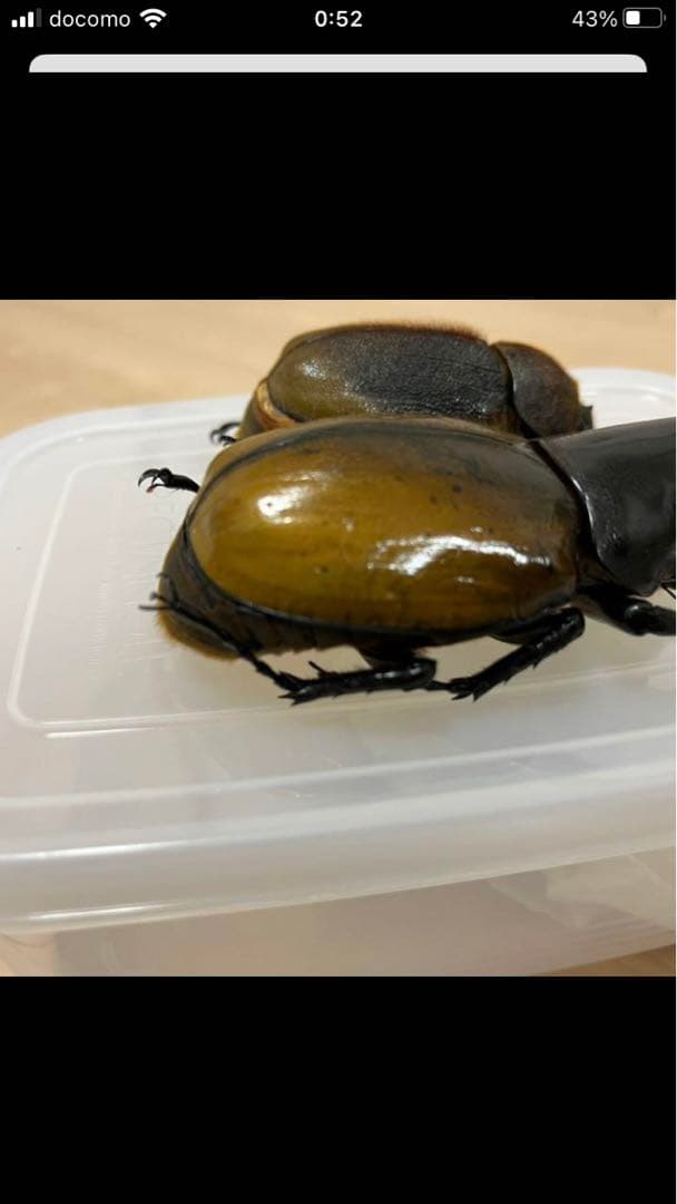 ヘラクレスエクアトリアヌス　ペア　標本