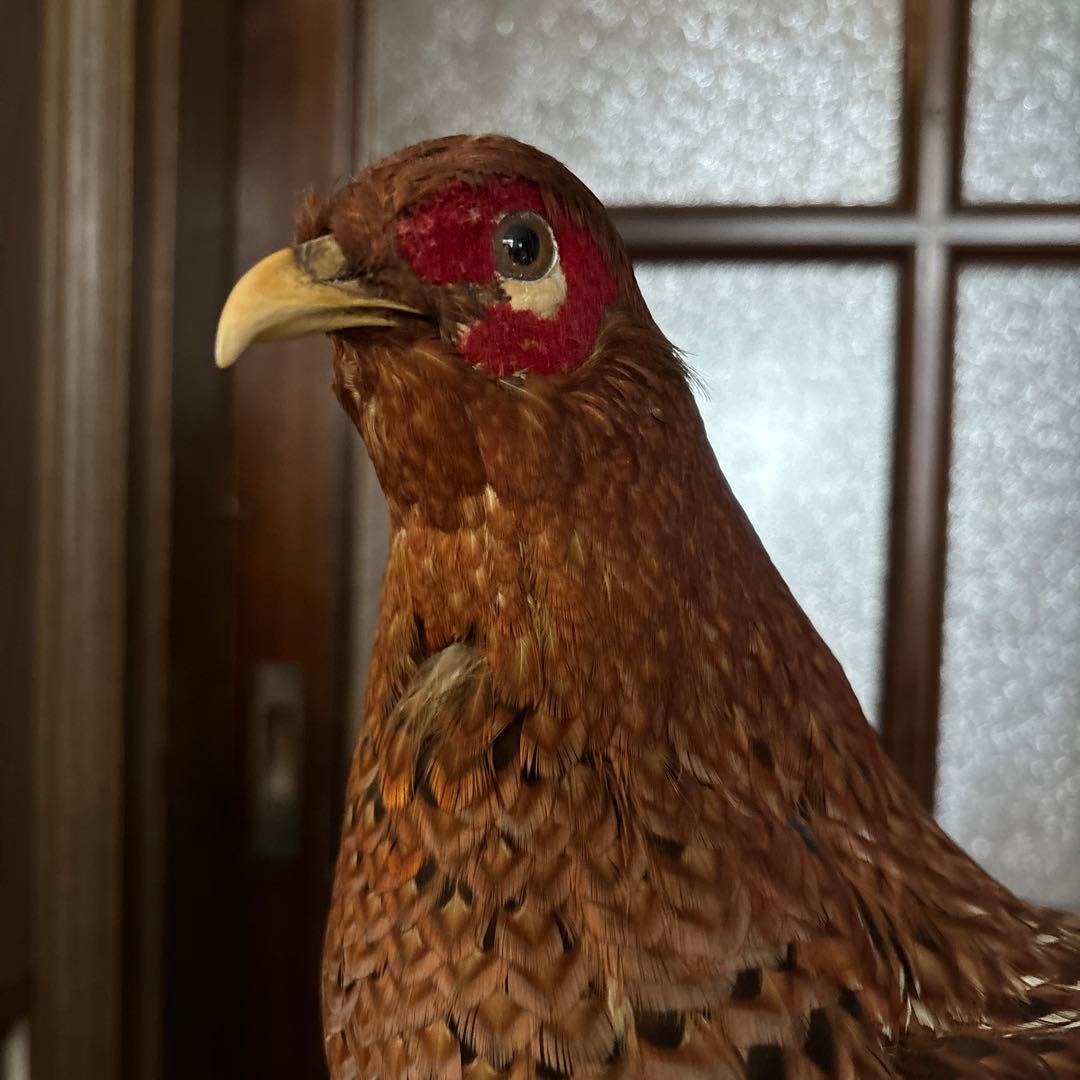 鳥 木製スタンド付き 約60cm
