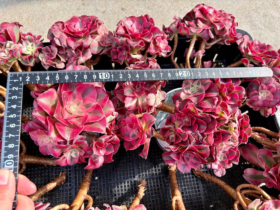 大特価！1111円　ピンクウィッチ群生株　アエオニウム　カット苗　ランダム発送