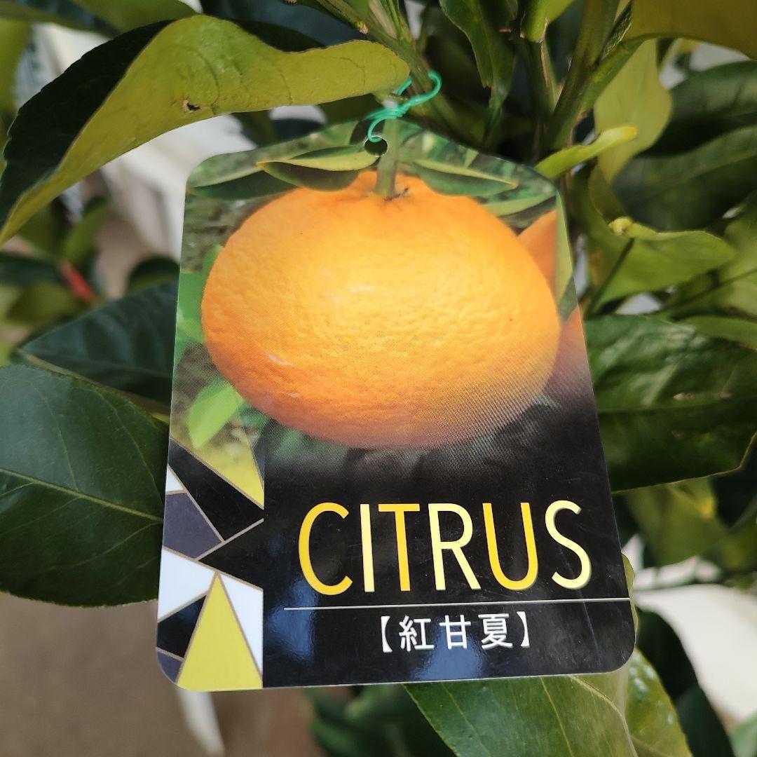 ⭐︎リサイクル⭐︎さま専用出品 紅甘夏 3年生 実つき