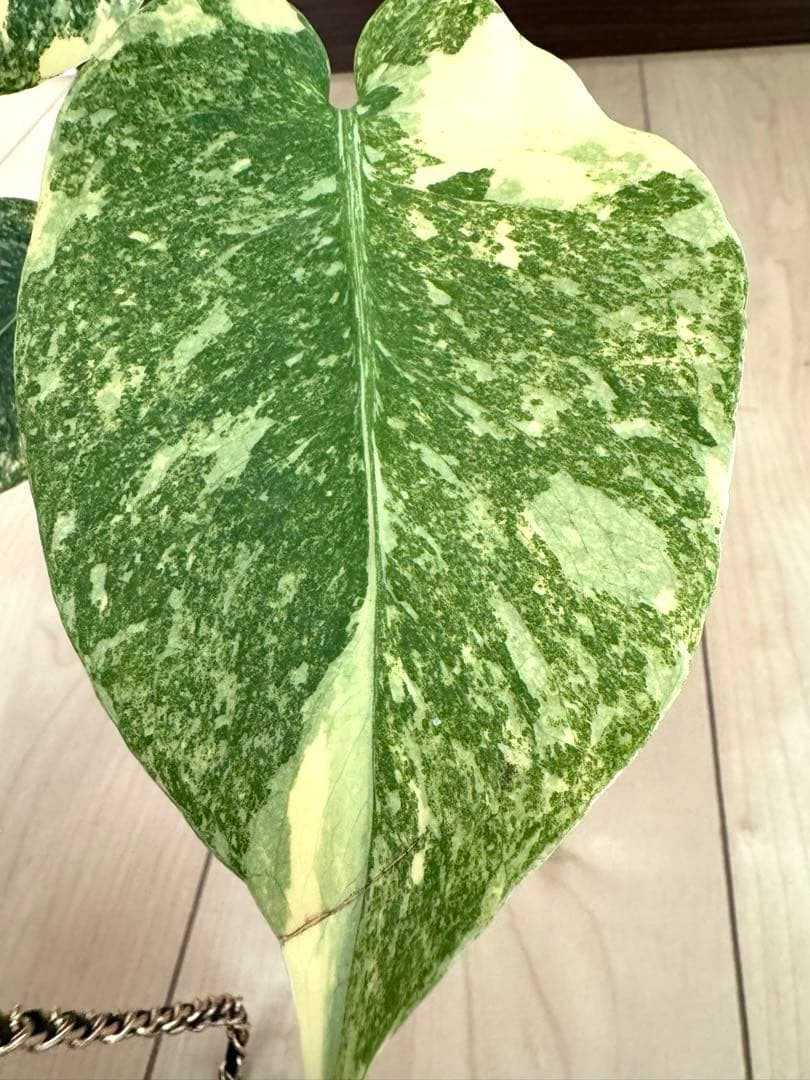 超希少　モンステラ デリシオーサ ダイアモンド　レガシー　斑入り