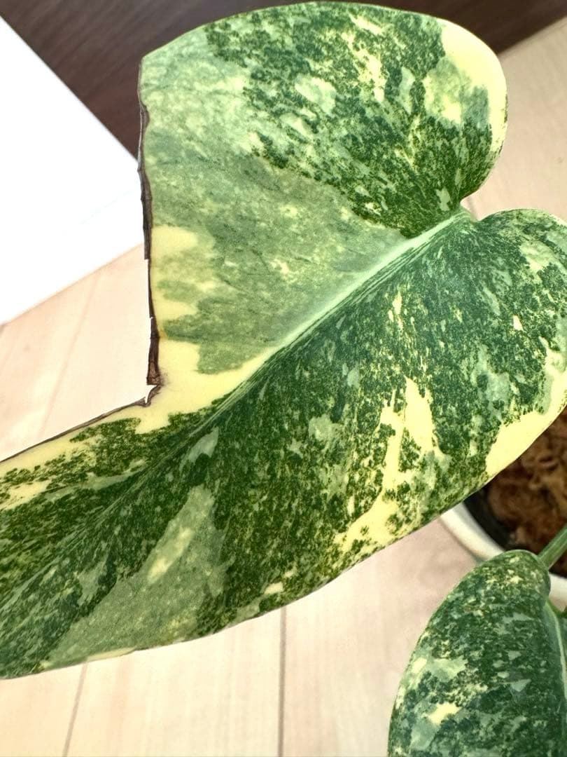 超希少　モンステラ デリシオーサ ダイアモンド　レガシー　斑入り